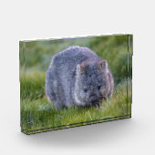 Wombat, Tasmanien, Australien Fotoblock (Links)