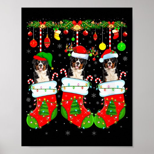 Womens Saint Bernard Dog In Christmas Socks Funny Poster (Vorne)