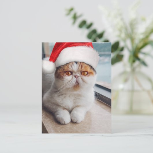 Wonderful persian cat with Santa Claus hat Postkarte (Stehend Vorderseite)