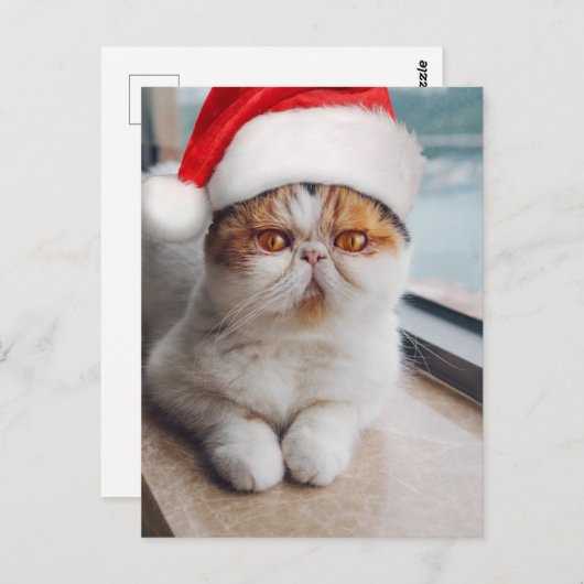 Wonderful persian cat with Santa Claus hat Postkarte (Vorne/Hinten)