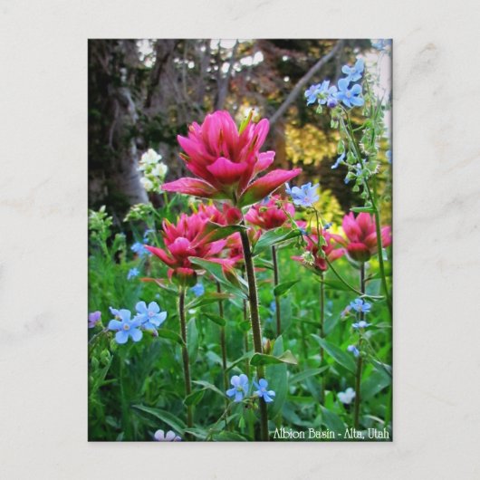Wondrous-Wildblumen (5) Postkarte (Vorderseite)