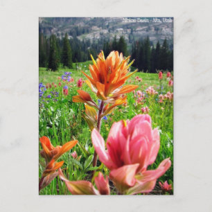 Wondrous-Wildblumen (6) Postkarte