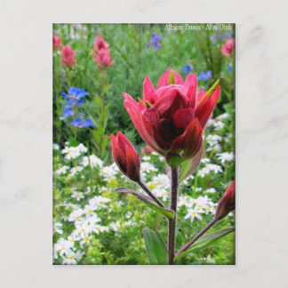 Wondrous-Wildblumen - Albion-Becken, Utah (#2) Postkarte