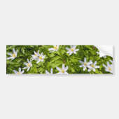 Wood Anemone Autoaufkleber (Vorne)