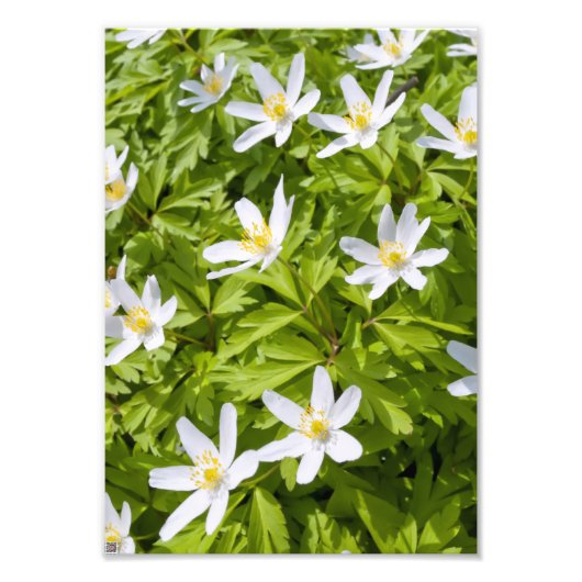 Wood Anemone Fotodruck (Vorne)