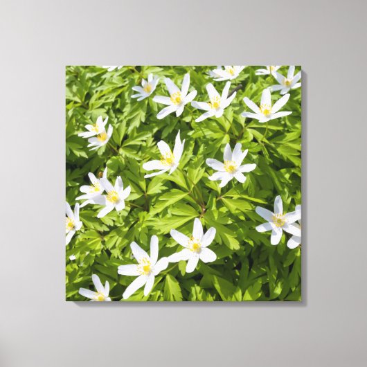 Wood Anemone Leinwanddruck (Vorderseite)