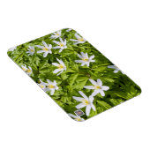 Wood Anemone Magnet (Rechte Seite)