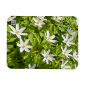 Wood Anemone Magnet (Horizontal)