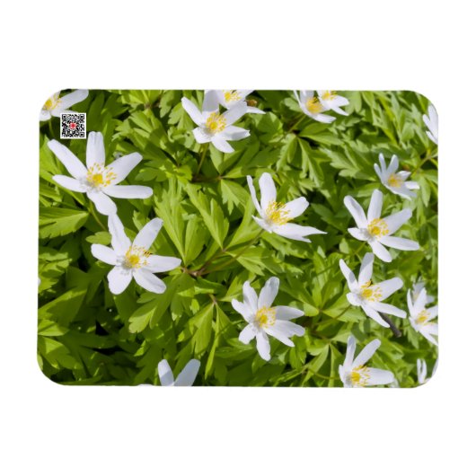 Wood Anemone Magnet (Horizontal)