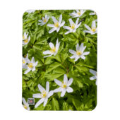 Wood Anemone Magnet (Vertikal)