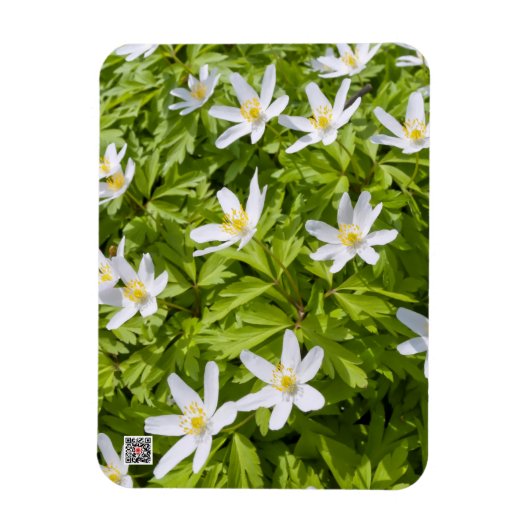 Wood Anemone Magnet (Vertikal)