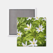 Wood Anemone Magnet (Vorderseite/Rückseite)
