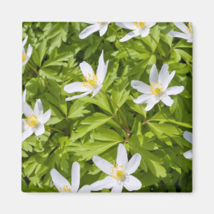 Wood Anemone Magnet
