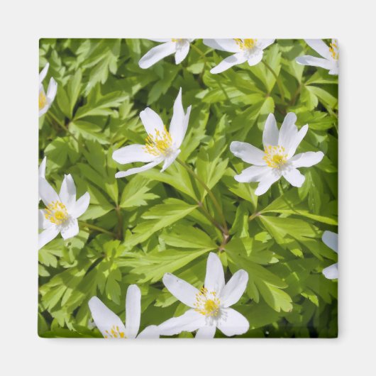 Wood Anemone Magnet (Vorne)