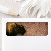 Wood Bison Buffalo (Insitu)