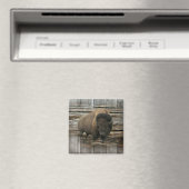 Wood Bison Magnet (In Situ (Geschirrspüler))