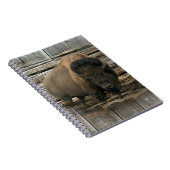 Wood Bison Notizblock (Rechte Seite)