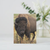 Wood Bison Postcard Postkarte (Stehend Vorderseite)