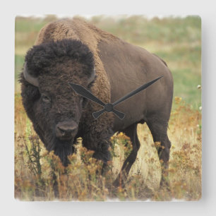 Wood Bison Wall Clock Quadratische Wanduhr