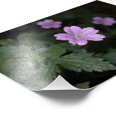 Wood Cranesbill Fotodruck (Ecke)