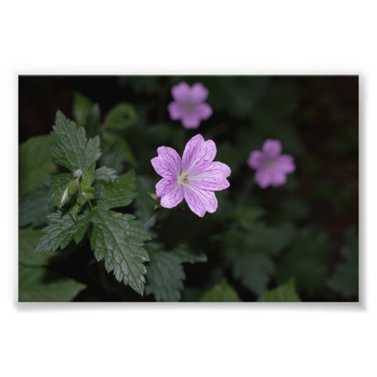Wood Cranesbill Fotodruck (Vorne)