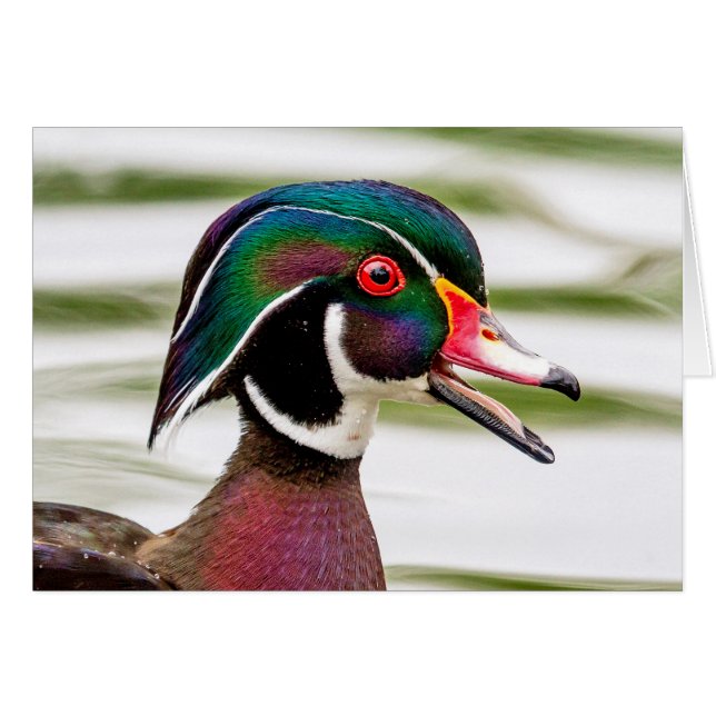 Wood Duck (Vorderseite (Horizontal))