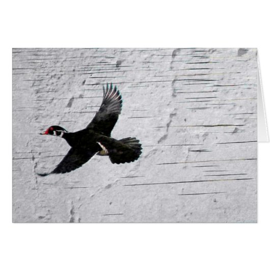 Wood Duck (Vorderseite (Horizontal))