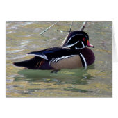 Wood Duck (Vorderseite (Horizontal))