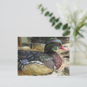 Wood Duck Carving Postkarte (Stehend Vorderseite)