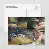 Wood Duck Carving Postkarte (Vorne/Hinten)