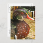 Wood Duck Decoy Postkarte (Vorne/Hinten)