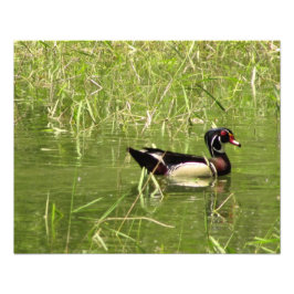 Wood Duck Drake Foto Print