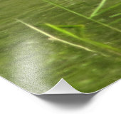 Wood Duck Drake Foto Print (Ecke)