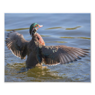 Wood Duck Fanning Wings Fotografie Print