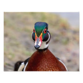 Wood Duck Fotodruck (Vorne)
