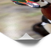Wood Duck Fotodruck (Ecke)