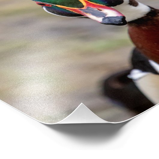 Wood Duck Fotodruck (Ecke)