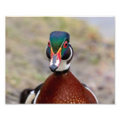 Wood Duck Fotodruck (Vorne)