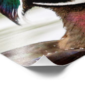 Wood Duck Fotodruck (Ecke)