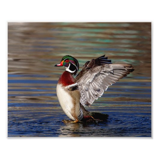 Wood Duck Fotodruck (Vorne)