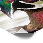 Wood Duck Fotodruck (Ecke)