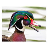 Wood Duck Fotodruck (Vorne)