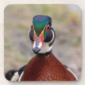 Wood Duck Getränkeuntersetzer (Vorderseite)