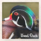 Wood Duck Glasuntersetzer (Vorderseite)