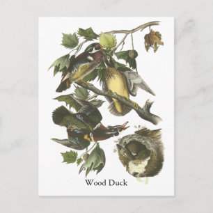 Wood Duck, John Audubon Postkarte