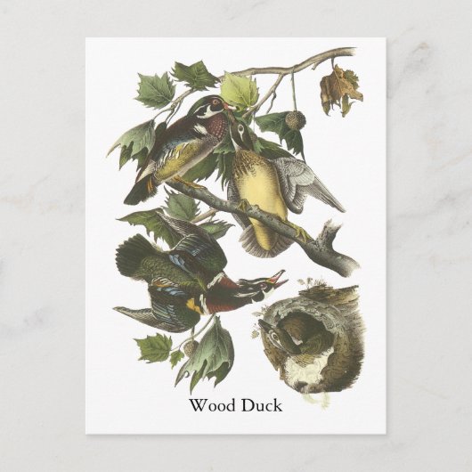 Wood Duck, John Audubon Postkarte (Vorderseite)