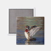 Wood Duck Magnet (Vorderseite/Rückseite)