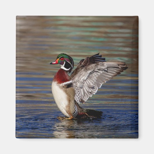 Wood Duck Magnet (Vorne)