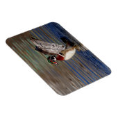 Wood Duck Magnet (Rechte Seite)