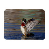 Wood Duck Magnet (Horizontal)